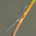 Austroagrion watsoni (Eastern Billabongfly) tandem.jpg